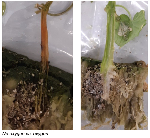 Relationship between Pythium and oxygen in cucumber cultivation investigated